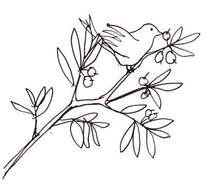 bird 